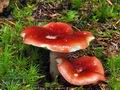 Russula_helodes_bv5672