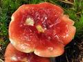 Russula_helodes_bv5674