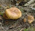 Russula_illota_ac1930