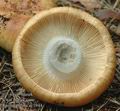 Russula_illota_ac1944