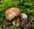 Russula_illota_jf9078