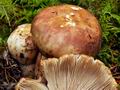 Russula_illota_jf9081