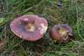 Russula_integra_jd3126