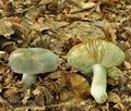 Russula_ionochlora_bo0675