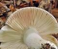 Russula_ionochlora_bo0687