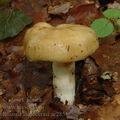 Russula_laurocerasi_ac2851