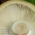 Russula_laurocerasi_ac2856