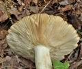 Russula_laurocerasi_bs6916