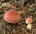 Russula_lepida_ac1795