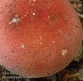 Russula_lepida_ac1800