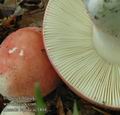 Russula_lepida_ac1804