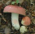 Russula_lepida_ac1808