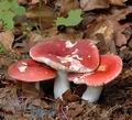 Russula_lepida_al6061