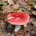 Russula_lepida_al6067