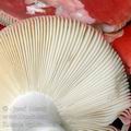 Russula_lepida_al6072