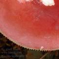 Russula_lepida_al6078