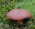 Russula_lepida_bo7538