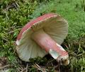 Russula_lepida_bo7545