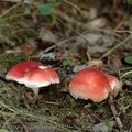 Russula_luteotacta_al5759