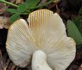 Russula_luteotacta_bs6910