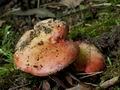 Russula_maculata_cd8152s