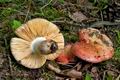 Russula_maculata_cd8159s