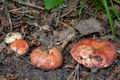 Russula_maculata_cd8166s