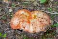 Russula_maculata_cd8178s