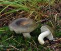 Russula_medullata_bp0090