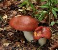 Russula_melliolens_bo4664