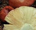 Russula_melliolens_bo4667