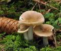 Russula_nauseosa_bs6832