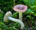 Russula_nauseosa_ce4809s