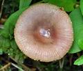 Russula_nauseosa_ce4822