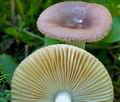 Russula_nauseosa_ce4827s