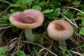 Russula_nauseosa_ce4853s