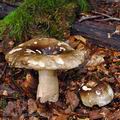 Russula_nigricans_bi0291