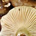 Russula_nigricans_bi0296