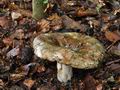 Russula_nigricans_jc4029