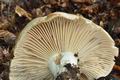 Russula_nigricans_jc4034