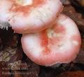 Russula_nobilis_aj4512