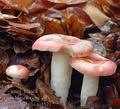 Russula_nobilis_aj4521