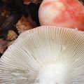 Russula_nobilis_aj4526