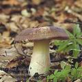 Russula_olivacea_ai6337