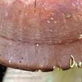 Russula_olivacea_ai6342