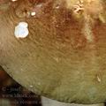 Russula_olivacea_al5890