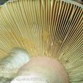 Russula_olivacea_al5902