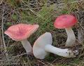 Russula_paludosa_a7002