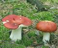 Russula_paludosa_ac0920