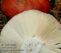 Russula_paludosa_ac0927